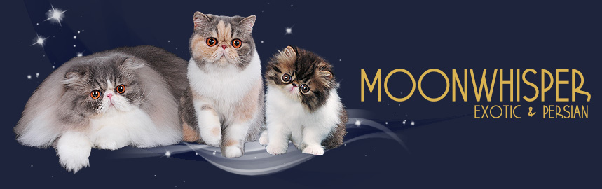 Moonwhispers Exotics & Persians